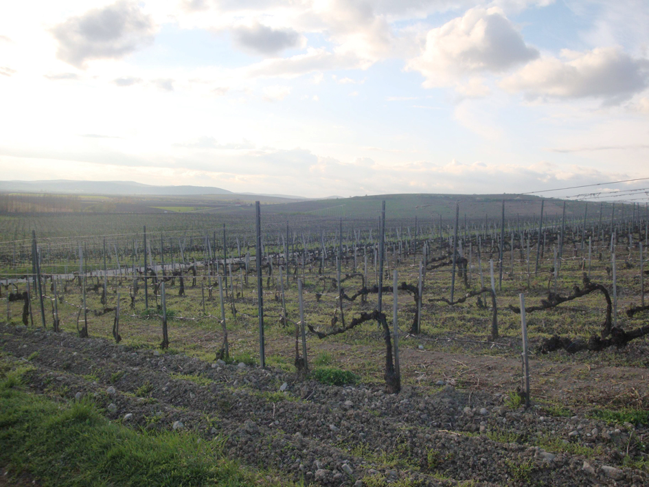 ViñedoTokaji